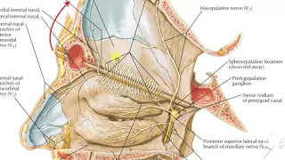 Pterygopalatine ganglion & nasal cavity