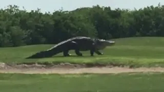 Gigantic gator spotted on golf course