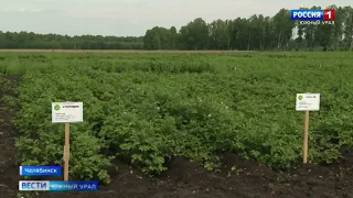 Не меньше 100 тысяч тонн картофеля планируют собрать в Челябинской области - ГТРК "Южный Урал"