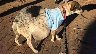 Huge pregnant dog was neglected under hot sun and raining, giving birth to beautiful puppies...