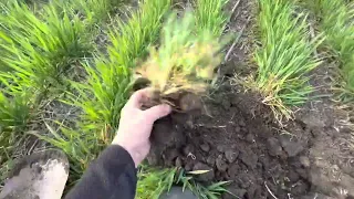 NO-TILL.ОЗИМА ПШЕНИЦЯ БЕЗ ДОБРИВ,ТА ПШЕНИЦЯ ПО КЛАСИЦІ.25.03.23.