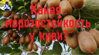 Какая морозостойкость у киви?