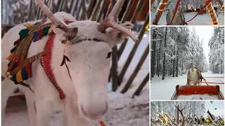 Finland Trip | What to do in Rovaniemi | Christmas Vacation