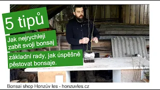 5 tipů, jak nejrychleji zabít svoji bonsaj - základní rady, jak úspěšně pěstovat bonsaje.