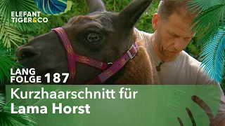 Lama Horst setzt neue Trends (Langfolge 187) | Elefant, Tiger & Co. | ARD