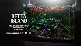 Easy planted BETTA TANK for beginners | Betta Splendens Tank Setup Tutorial