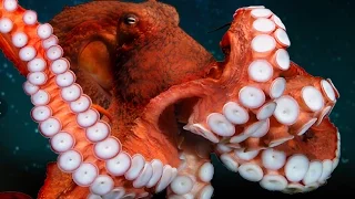 National Geographic: Giant pacific octopus | Discovery Documentary