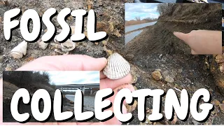 FOSSIL SEASHELLS / BEST FOSSIL COLLECTING SITE IN TEXAS / Whiskey Bridge / College Station Texas