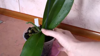Нужно ли устраивать душ для орхидей