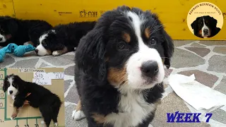 CUTE BERNESE MOUNTAIN DOG PUPPIES! Best of Masha's puppies WEEK 7 UPDATE