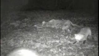 Red Fox & Raccoon fight over carcass