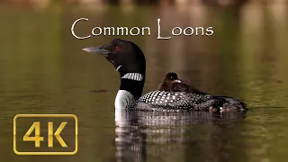 Common Loon Documentary (Narrated) in 4k