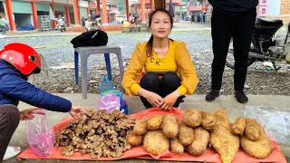 Harvest Ginger & Wild Tubers Bring Them to the market to sell | Daily Life, Free Life | Ly Thi Tam