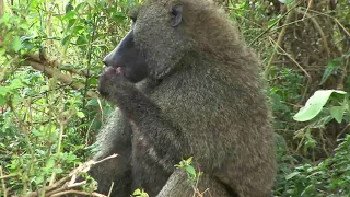 Baboon eating Baby Impala alive poor mom try to save