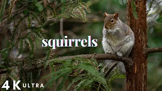 The Cutest Flying Rodent | Super Squirrel | squirrels video mouse videos 2021