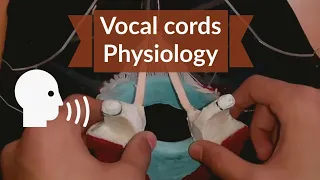 Movement of Vocal Cords | Phonation physiology