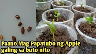 Paano mag tanim ng apple galing sa Buto/How to Planting Apple from seeds