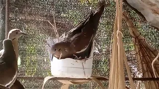 tortola ala blanca anidandose