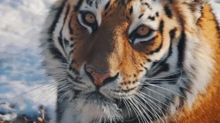 Amur Tiger. The biggest Cat in the world.