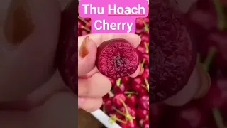 Thu Hoạch Cherry