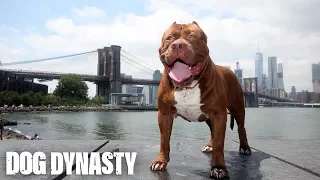 Hulk The Pit Bull Takes Over New York | DOG DYNASTY