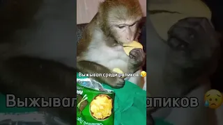 Я попал в рапоапокалипсис #monkey #прикол #пон #юмор #funny #ржака #мем #угар #бибизяны