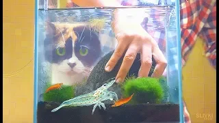 Underwater Terrarium - They Are Cannibals!