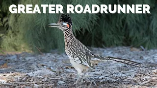 Greater Roadrunner | Rattlesnakes... no big deal!