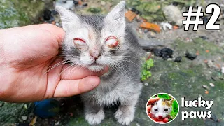 The BLIND KITTEN wants to SEE the MAN who TRIED to SAVE HIM. [PART 2] | Lucky Paws