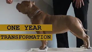 Watch My American Pocket Bully Grow: A 1-Year Transformation