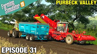 COMPLETING THE POTATO HARVEST Farming Simulator 19 Timelapse - Purbeck Valley Farm FS19 Ep 31