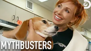 Secret Tactics to Outsmart Sniffer Dogs | Mythbusters | Discovery