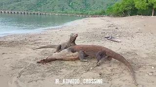 Komodo Dragons Eats the Entrails Of Deer 😱😱😱