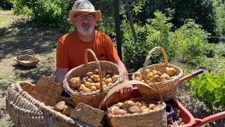 Harvesting No-Dig Potatoes - Country Life