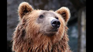 Не будите русского медведя / Wecke nicht den russischen Bären - K. Frolov- Übersetzung: S. Salachow