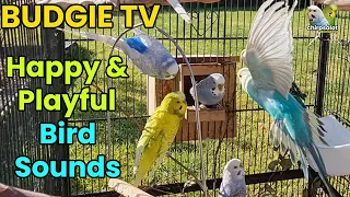 Budgie TV - Happy, Active, Playful Budgie Sounds, Help your bird sing
