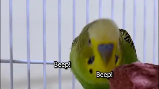 Beep Beep Bird! - Boba the Budgie - Talking Parakeet