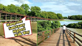 Mangroves Sanctuary The Beautiful Habitats on Earth & Longest Walkway 2022