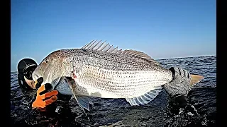 Spearfishing the Great Dentex | Spearfishing the Aegean 🇬🇷 ✔