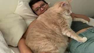 Пара взяла в приюте 15-килограммового кота, чтобы помочь ему похудеть
