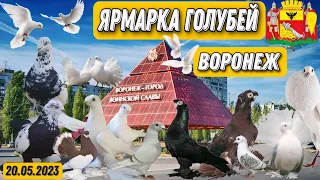 Всероссийская ярмарка голубей. Россия г.Воронеж. 20.05.2023 Редкие породы голубей. Воронеж удивляет.