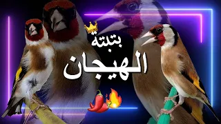 تحفيز رهيييب.. بتبتة تشق الحجر.. خرافية في تحفيز الحسون على التغريد وإخراجه من حالة الصمت والخمول