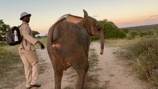 The Scary Moment Khanyisa Gets a Fright at Seeing a Rhino & the Whole Elephant Herd Come Running