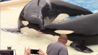 Killer Whales: Up Close (Full Show) at SeaWorld San Diego - 6/16/15