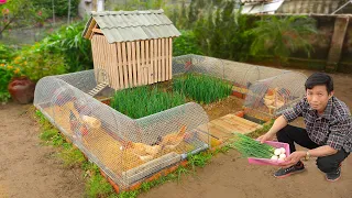 My wife likes chicken coop combined with growing organic vegetables | Mini budget ideas