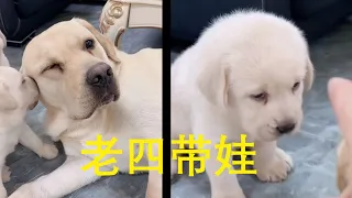 老四带娃😂😂😂|  seven寵物拉布拉 Labrado funny animals