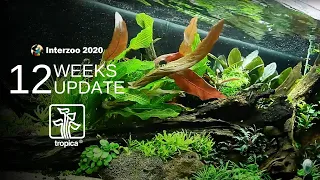 Tropica Limited Edition Aquascape - NEW PLANTS ADDED