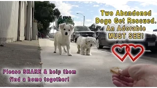 A Dog Rescue Video That Will Make You Laugh, Smile & Believe In True Love!