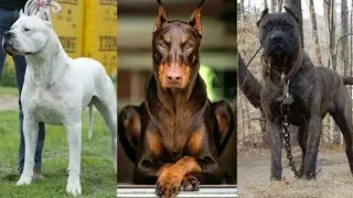 5 Gefährliche Hunde, deren Einfuhr nach Deutschland verboten ist!