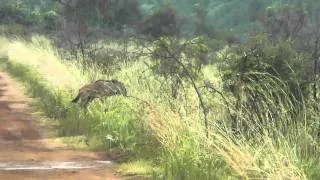 Lion's stalk baby wildebeest